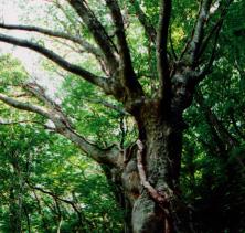 樹齢300年。直径2メートルを超えるケヤキの大木の写真