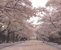 日大の桜の画像