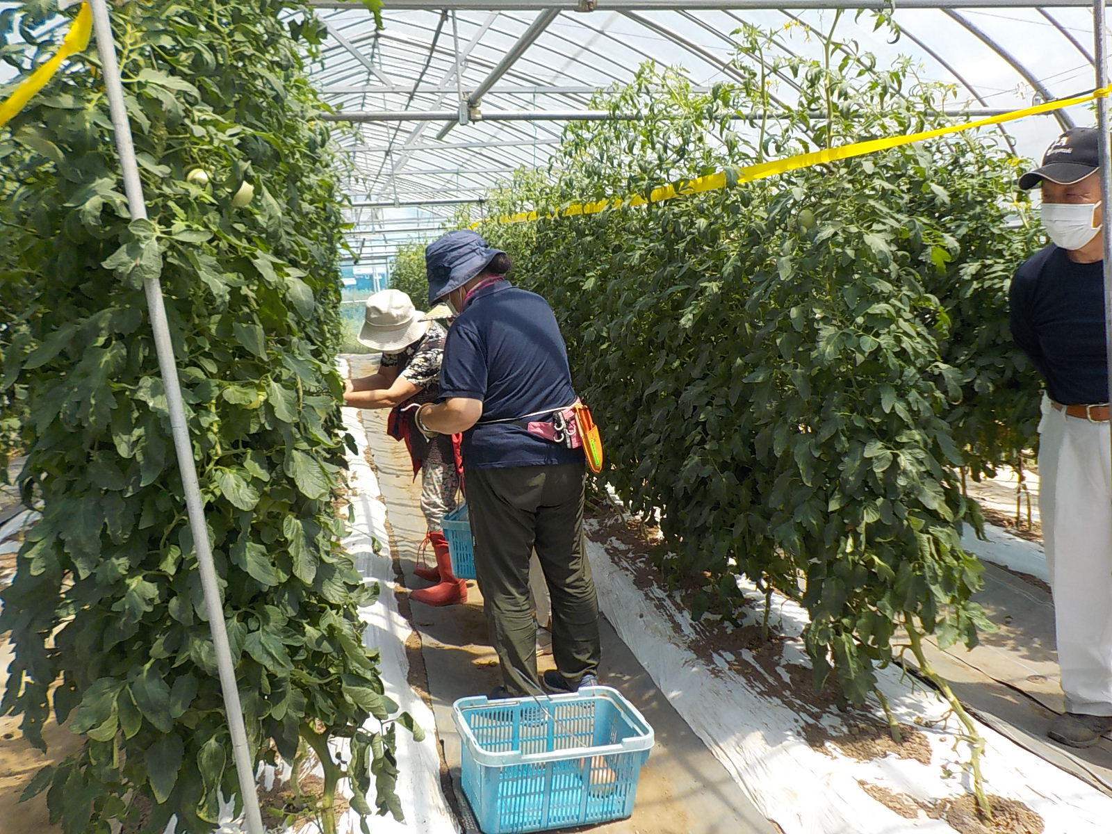 トマトの収穫を実習する受講者の皆さんの画像