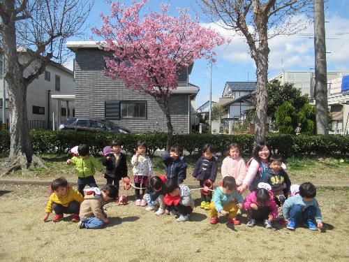 すみれ組の子供たちが亀田公園で桜と写真を撮る