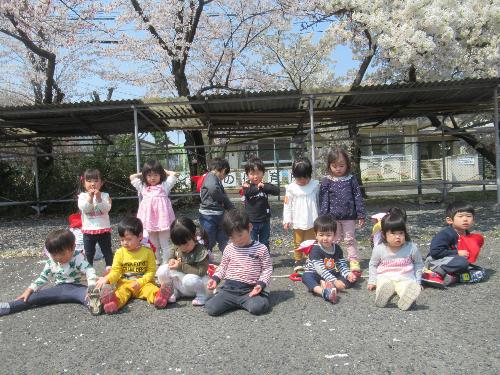 すみれ組の子供たちが桜の前でポーズをとっています