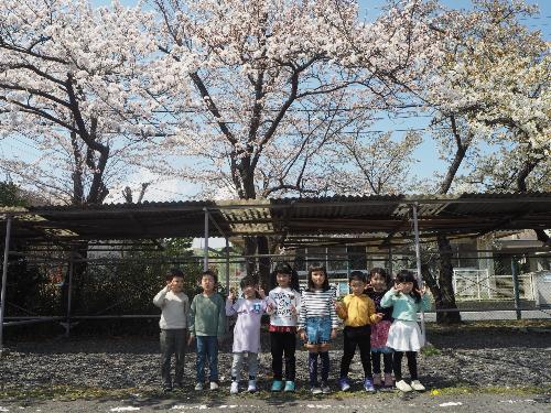 ひまわり組の子供たちが桜の前でピースしています。