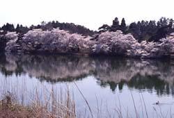 桜の開花時期における五百淵公園の写真