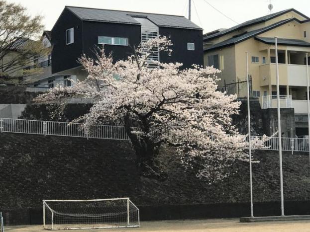 赤木小学校から見た桜の写真