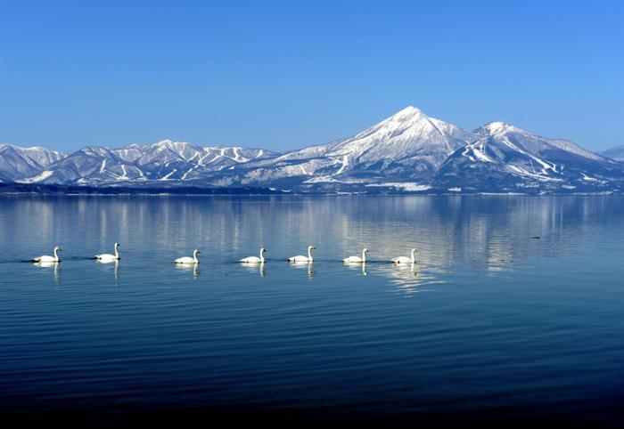冬の磐梯山と猪苗代湖を泳ぐ白鳥の写真