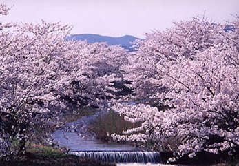 三穂田町下守屋地区にある笹原川千本桜の写真