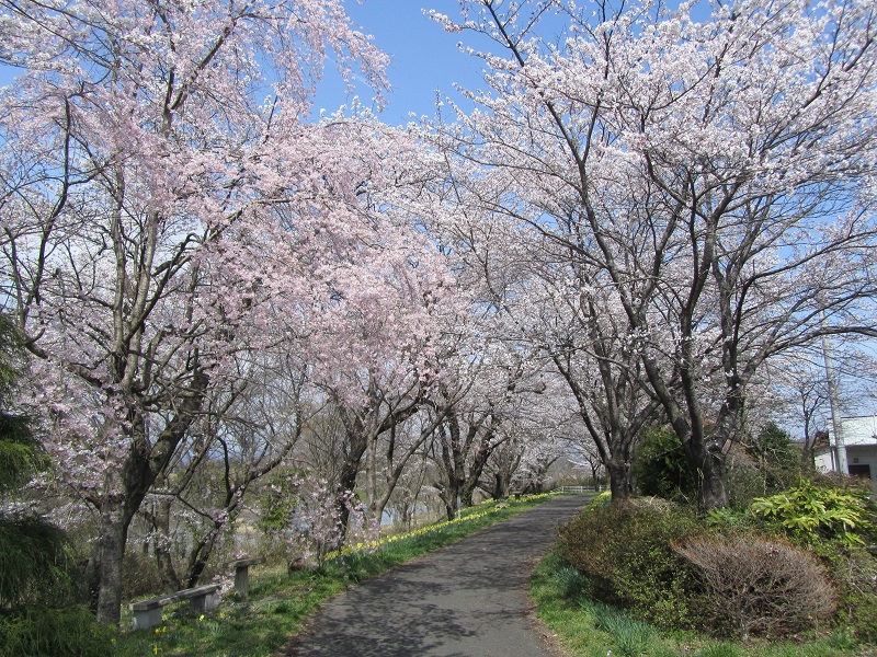 小和滝公園の桜並木