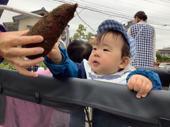 芋掘りの画像3