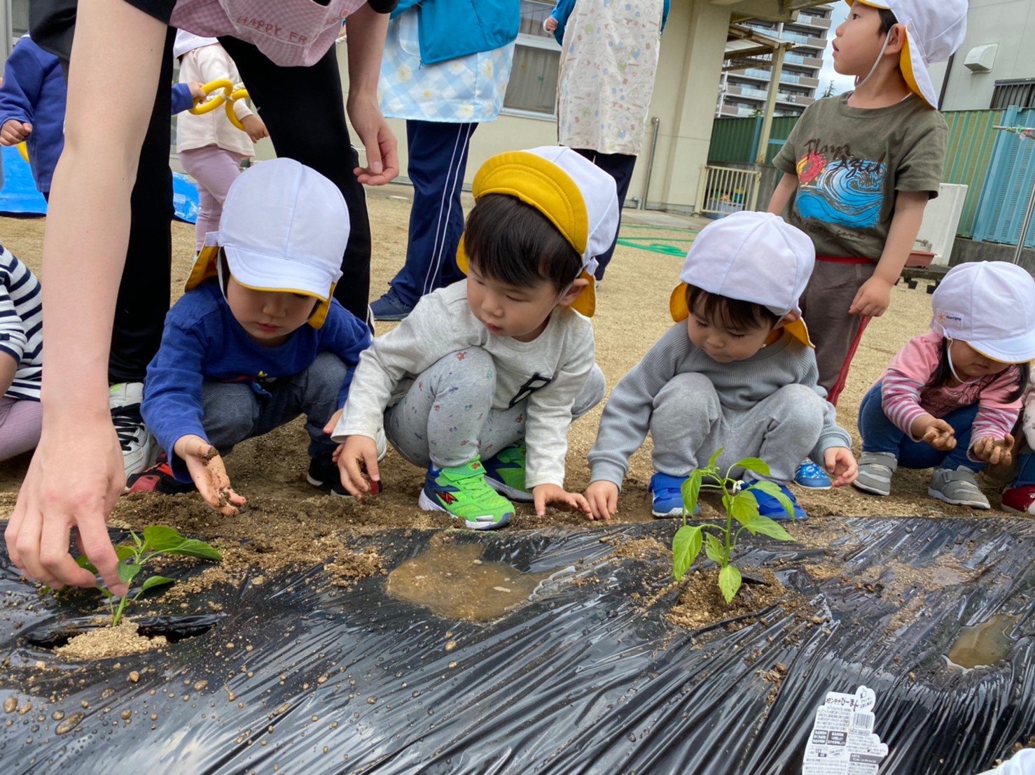 苗植えの画像5