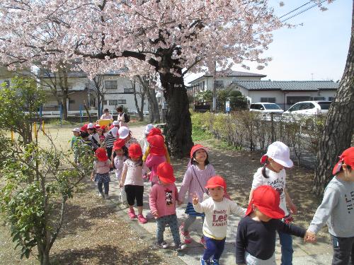 桃見台保育所お花見2