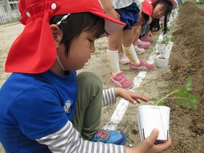 トマトの苗植え1