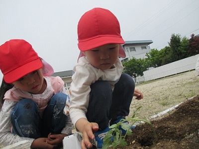 トマトの苗植え2