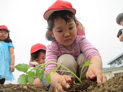 トマトの苗植え4