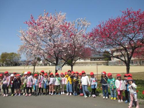 ゆり組さんの皆でお花見の画像