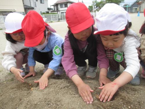 じゃがいも植え3