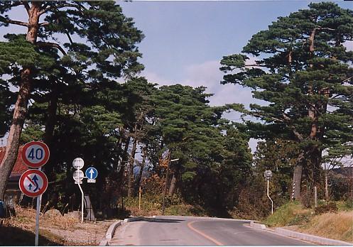 今も当時の奥州街道の面影が残る松並木の写真