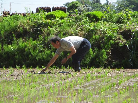 田植えを行う根本アドバイザーの画像