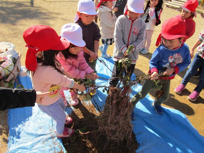 ぱんだ組お芋引っ張る