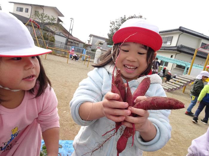 たくさんのおいも