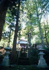 隠津島神社社叢の写真