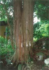 愛宕神社のサワラの写真