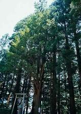 高井神社のイチイの写真