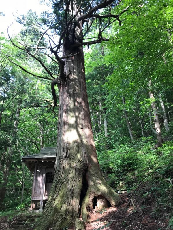 聖神社（山崎文殊堂）のサワラの写真