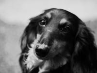 ミニチュアダックスフンドの犬の写真