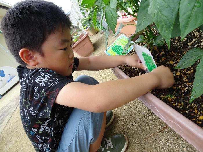 野菜の表示を立てる男の子