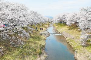 藤田川の桜