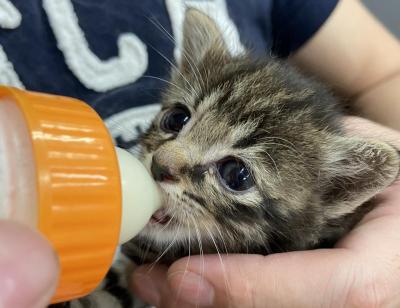 子猫の飼育画像