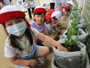 苗を植える子どもたち