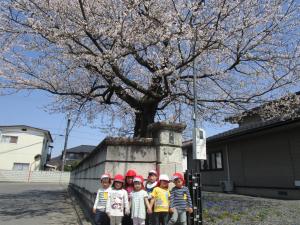 大きな桜の木の下でハイ・ポーズ