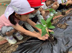 ナスの苗を植えてる女の子