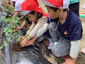 トマトの苗を植えてる男女