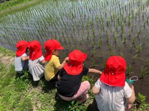 田んぼのおたまじゃくしをみている子ども達