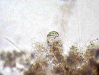 アスピディスカの顕微鏡写真