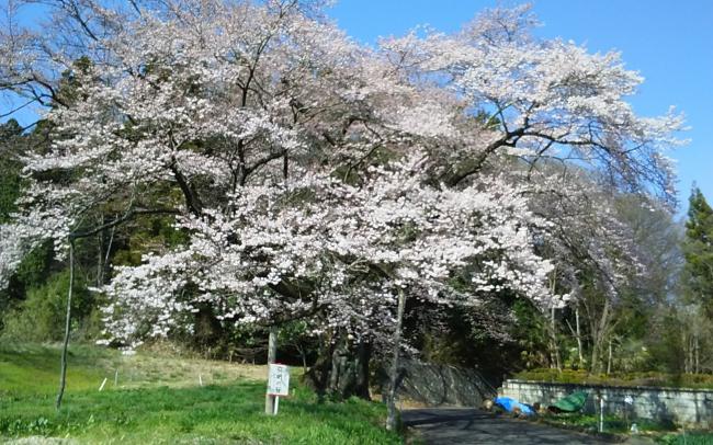 弥明の桜