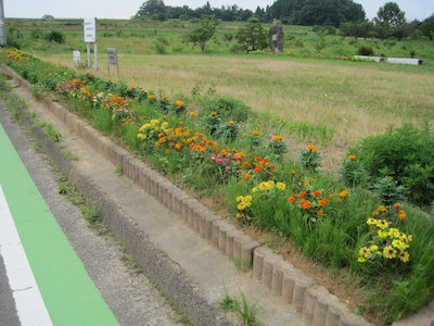 手代木花みずき会1