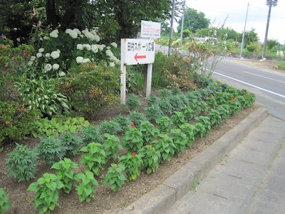 田向花愛好会1