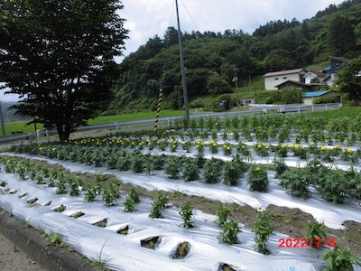 田母神赤坂花愛好会2