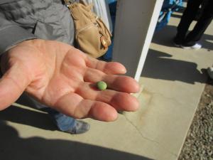 手のひらには乾燥した濃い緑色のあおばた豆