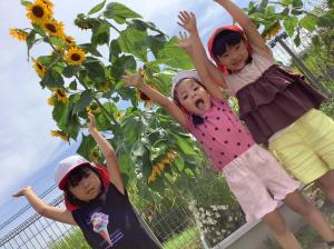 庭のひまわりと背くらべをしている3人の女の子