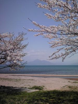 福良浜の桜と猪苗代湖