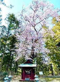 景勝の桜
