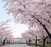 東山霊園の桜の画像