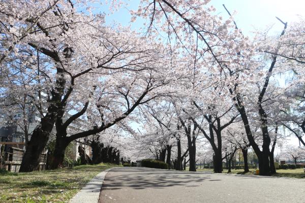 開成山さくら