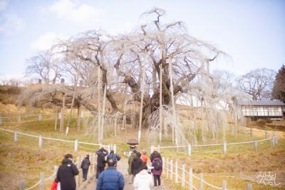 滝桜見学の様子