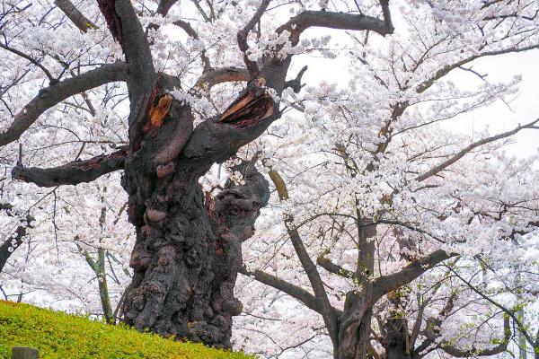 日本最古の染井吉野