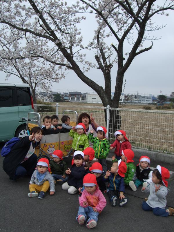 うさぎ組とりす組のお花見の写真